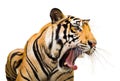 Siberian Tiger Roaring isolate on white background with clipping