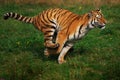 Siberian tiger running Royalty Free Stock Photo