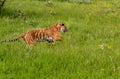 Siberian Tiger Running a