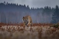 Siberian Tiger running. Beautiful, dynamic and powerful photo of this majestic animal. Set in environment typical for this amazing Royalty Free Stock Photo