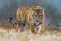 Siberian Tiger running. Beautiful, dynamic and powerful photo of this majestic animal. Set in environment typical for this amazing Royalty Free Stock Photo