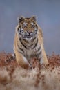 Siberian Tiger running. Beautiful, dynamic and powerful photo of this majestic animal. Set in environment typical for this amazing Royalty Free Stock Photo