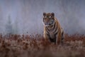 Siberian Tiger running. Beautiful, dynamic and powerful photo of this majestic animal. Set in environment typical for this amazing