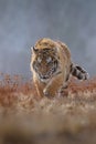 Siberian Tiger running. Beautiful, dynamic and powerful photo of this majestic animal. Set in environment typical for this amazing Royalty Free Stock Photo