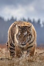 Siberian Tiger running. Beautiful, dynamic and powerful photo of this majestic animal. Set in environment typical for this amazing Royalty Free Stock Photo