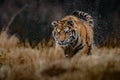 Siberian Tiger running. Beautiful, dynamic and powerful photo of this majestic animal. Set in environment typical for this amazing