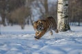 Siberian Tiger running. Beautiful, dynamic and powerful photo of this majestic animal. Set in environment typical for this amazing