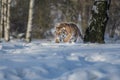 Siberian Tiger running. Beautiful, dynamic and powerful photo of this majestic animal. Set in environment typical for this amazing