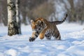 Siberian Tiger running. Beautiful, dynamic and powerful photo of this majestic animal. Set in environment typical for this amazing