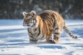 Siberian Tiger running. Beautiful, dynamic and powerful photo of this majestic animal. Set in environment typical for this amazing Royalty Free Stock Photo