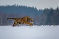 Siberian Tiger running. Beautiful, dynamic and powerful photo of this majestic animal. Set in environment typical for this amazing