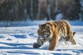 Siberian Tiger running. Beautiful, dynamic and powerful photo of this majestic animal.