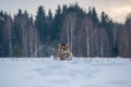 Siberian Tiger running. Beautiful, dynamic and powerful photo of this majestic animal.