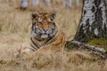 Siberian Tiger running. Beautiful, dynamic and powerful photo of this majestic animal. Set in environment typical for this amazing