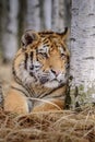 Siberian Tiger running. Beautiful, dynamic and powerful photo of this majestic animal. Set in environment typical for this amazing Royalty Free Stock Photo