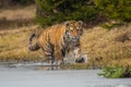 Siberian Tiger running. Beautiful, dynamic and powerful photo of this majestic animal. Set in environment typical for this amazing Royalty Free Stock Photo