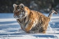 Siberian Tiger running. Beautiful, dynamic and powerful photo of this majestic animal. Set in environment typical for this amazing