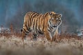 Siberian Tiger running. Beautiful, dynamic and powerful photo of this majestic animal.