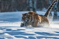 Siberian Tiger running. Beautiful, dynamic and powerful photo of this majestic animal.