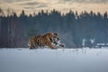 Siberian Tiger running. Beautiful, dynamic and powerful photo of this majestic animal.