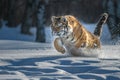 Siberian Tiger running. Beautiful, dynamic and powerful photo of this majestic animal.