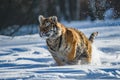 Siberian Tiger running. Beautiful, dynamic and powerful photo of this majestic animal.