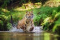 Siberian tiger running in the river. Tiger with splashing water Royalty Free Stock Photo