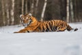 Siberian Tiger running in snow. Beautiful, dynamic and powerful photo of this majestic animal. Royalty Free Stock Photo