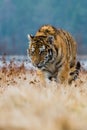 Siberian Tiger running in snow. Beautiful, dynamic and powerful photo of this majestic animal. Royalty Free Stock Photo