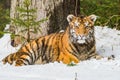 Siberian Tiger running in snow. Beautiful, dynamic and powerful photo of this majestic animal. Royalty Free Stock Photo