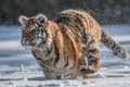 Siberian Tiger running in snow. Beautiful, dynamic and powerful photo of this majestic animal. Royalty Free Stock Photo