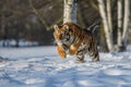 Siberian Tiger running in snow. Beautiful, dynamic and powerful photo of this majestic animal. Royalty Free Stock Photo