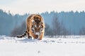 Siberian Tiger running in snow. Beautiful, dynamic and powerful photo of this majestic animal. Royalty Free Stock Photo