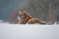 Siberian Tiger running in snow. Beautiful, dynamic and powerful photo of this majestic animal. Royalty Free Stock Photo