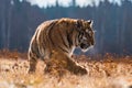 Siberian Tiger running in snow. Beautiful, dynamic and powerful photo of this majestic animal. Royalty Free Stock Photo