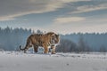 Siberian Tiger running in snow. Beautiful, dynamic and powerful photo of this majestic animal. Royalty Free Stock Photo