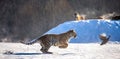 Siberian Tiger running in the snow and catch their prey. Very dynamic photo. China. Harbin. Mudanjiang province. Hengdaohezi park.