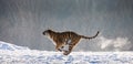 Siberian Tiger running in the snow. China. Harbin. Mudanjiang province. Hengdaohezi park. Siberian Tiger Park. Winter. Hard frost.