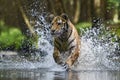 Siberian Tiger Royalty Free Stock Photo