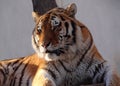 Siberian tiger`s head closeup Royalty Free Stock Photo