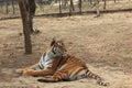 Siberian tiger (scientific name: Panthera tigris altaica)