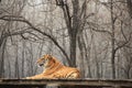 Siberian tiger (scientific name: Panthera tigris altaica)