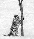 Siberian Tiger scratching tree on a snowy glade. Black and white. China. Harbin. Mudanjiang province. Hengdaohezi park.