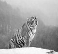 Siberian tiger sits on a snowy hill against the background of a winter forest. Black and white. China. Harbin. Mudanjiang province Royalty Free Stock Photo