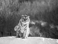 Siberian tiger sits on a snowy hill against the background of a winter forest. Black and white. China. Harbin. Royalty Free Stock Photo