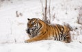 Siberian Tiger Sitting Royalty Free Stock Photo