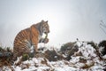 Siberian tiger sitting on between with moss in its mouth. Winter cold image. Royalty Free Stock Photo