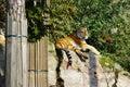 Siberian tiger sitting on a rock wall covered in moss against the  green tree leaves Royalty Free Stock Photo