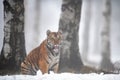 Siberian tiger sitting on the snow close to the tree trunk in foggy winter weather. Royalty Free Stock Photo