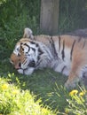 Siberian tiger sleeping in the grass Royalty Free Stock Photo